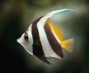 Angel Fish