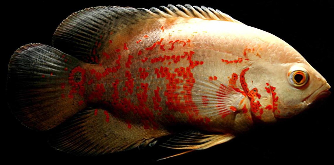 oscar fish lifespan