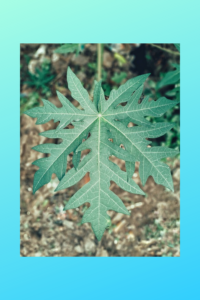 papaya leaf